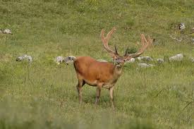 Attēlu rezultāti vaicājumam “Cervus elaphus”