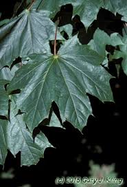 Attēlu rezultāti vaicājumam “Acer platanoides fo. schwedleri”