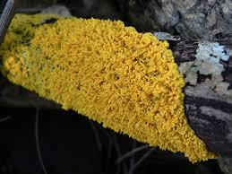 Attēlu rezultāti vaicājumam “Lycogala irregulare macro”