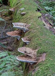 Attēlu rezultāti vaicājumam “Diderma rufostriatum spores”