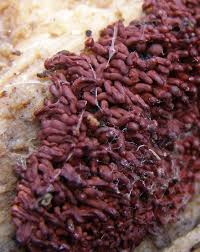 Attēlu rezultāti vaicājumam “Arcyria incarnata spores”