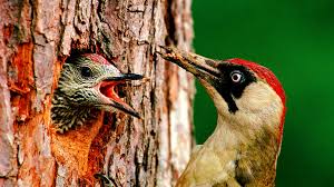 Attēlu rezultāti vaicājumam “Picus viridis nest”