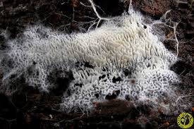 Attēlu rezultāti vaicājumam “Trechispora mollusca”