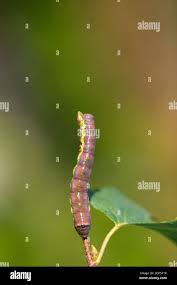 Attēlu rezultāti vaicājumam “Pheosia gnoma”