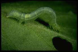 Attēlu rezultāti vaicājumam “Trichia longipalpis”