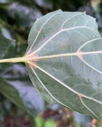 Attēlu rezultāti vaicājumam “Tilia x moltkei leaf”