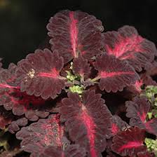 Image result for Colenorton Dragons