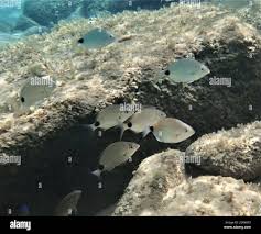 Image result for Diplodus capensis