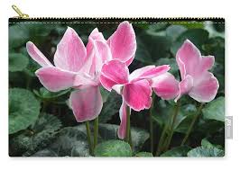 Image result for Cyclamen persicum