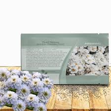 Attēlu rezultāti vaicājumam “Achillea ptarmica fruit”