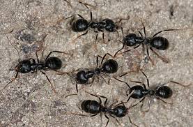 Attēlu rezultāti vaicājumam “Lasius fuliginosus”