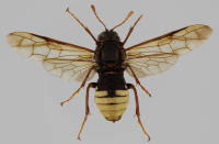 Attēlu rezultāti vaicājumam “Cimbicidae”