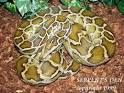Indian Python