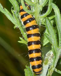 Attēlu rezultāti vaicājumam “Aphis jacobaeae”