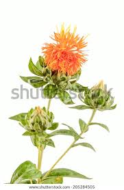 Image result for Carthamus tinctorius