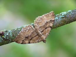 Attēlu rezultāti vaicājumam “Hydria cervinalis”