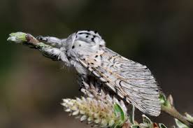 Attēlu rezultāti vaicājumam “Cerura vinula”