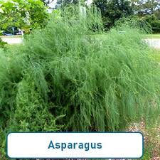 Attēlu rezultāti vaicājumam “Asparagus officinalis”
