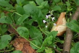 Attēlu rezultāti vaicājumam “Veronica officinalis fruit”