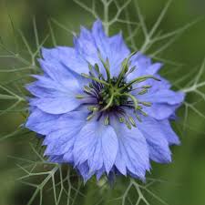 Image result for Nigella damascena