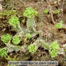 Attēlu rezultāti vaicājumam “Fossombronia foveolata sporophyte”