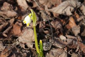 Attēlu rezultāti vaicājumam “Leucojum vernum var. vernum flower”