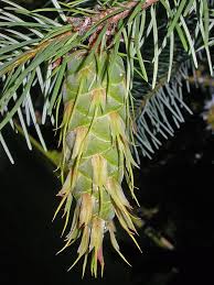 Attēlu rezultāti vaicājumam “Pseudotsuga menziesii”