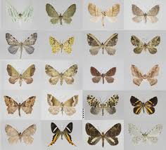 Attēlu rezultāti vaicājumam “Geometridae”