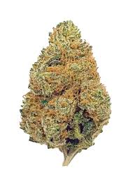 Attēlu rezultāti vaicājumam “Cannabis sativa fruit”