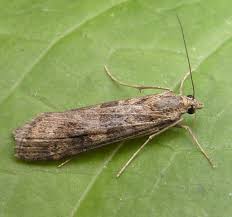 Attēlu rezultāti vaicājumam “Nomophila noctuella”