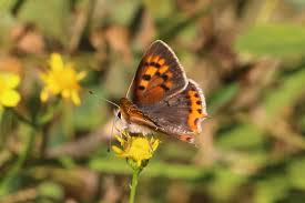 Attēlu rezultāti vaicājumam “Lycaena phlaeas male”