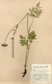 Attēlu rezultāti vaicājumam “Conioselinum tataricum”