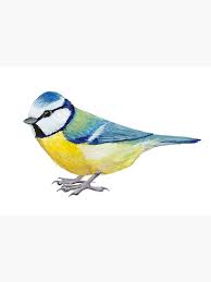 Image result for Cyanistes caeruleus