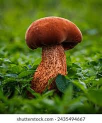 Attēlu rezultāti vaicājumam “Boletus luridus”