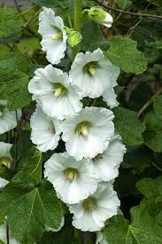 Image result for Alcea (althaea) rosea