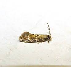 Attēlu rezultāti vaicājumam “Nemapogon cloacella”