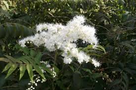 Attēlu rezultāti vaicājumam “Sorbaria sorbifolia flower”