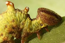 Attēlu rezultāti vaicājumam “Notodonta dromedarius”