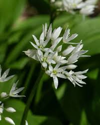 Attēlu rezultāti vaicājumam “Allium ursinum flower”