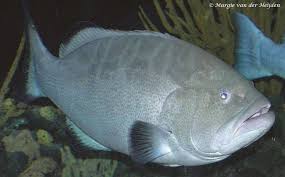 Image result for Mycteroperca microlepis