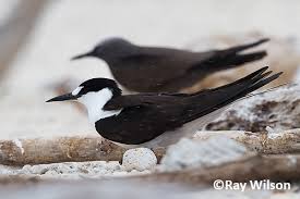 Image result for Onychoprion fuscatus