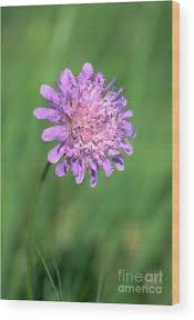 Image result for Succisa pratensis