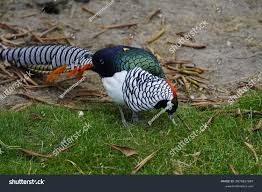 Image result for Chrysolophus amherstiae