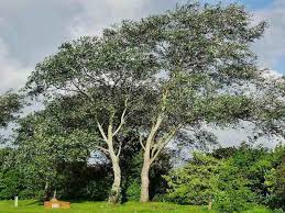 Attēlu rezultāti vaicājumam “Populus alba”