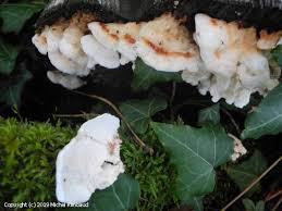 Attēlu rezultāti vaicājumam “Postia fragilis”