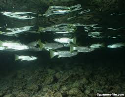 Image result for Crenimugil seheli