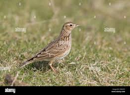 Attēlu rezultāti vaicājumam “Alauda arvensis”