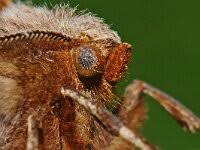 Attēlu rezultāti vaicājumam “Selenia tetralunaria”