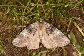 Attēlu rezultāti vaicājumam “Tethea or”