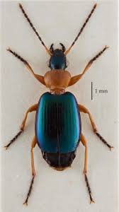 Attēlu rezultāti vaicājumam “Lebia chlorocephala”